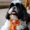 ☆Bobby☆ - @bobby2017shihtzu - TikTok