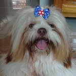 Bobby - @bobby_shih_tzu - Instagram
