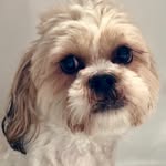 Bobby - @bobby_shihtzu17 - Instagram