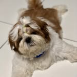 Bobby - @bobby_shihtzu1 - Instagram