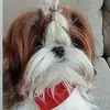 Bobby - @bobby_shihtzu22 - TikTok