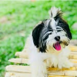 bobby - @bobby_shihtzudog_ - Instagram