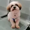 Bobby - @bobby_shihtzuu - TikTok