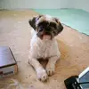 Bobby - @bobby_the_shih.tzu - TikTok