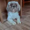 Bobby - @bobbyshihtzu0 - TikTok