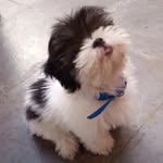 Bobby - @bobbyshihtzu45 - Instagram