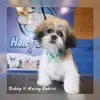 Bobby Delaney - @bobby_theshihtzu - TikTok