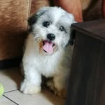 Bobby guardado - @bobby.shihtzu.sv - Instagram