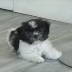 Bobby ionescu - @bobby_shihtzu_inlove - Instagram