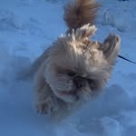 Bobby Joosten 🐾🐾 - @bobbyshihtzu_ - Instagram