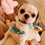 Bobby shiat_su - @bobby_shih__tzu - Instagram