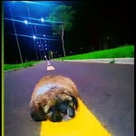 Bobby_Shih_tzu❤ - @bobby_shih_tzu2 - Instagram
