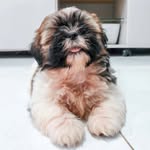 BOBBY (Shih Tzu) - @asaventurasdebobby - Instagram