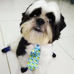 Bobby Shih-tzu - @bobby_dog_ss - Instagram