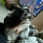 ✨Bobby Shih Tzu✨ - @_bobby.shihtzu - Instagram