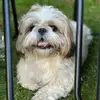 Bobby - @shih_tzu_bobby - TikTok