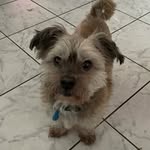 Bobby, Shih Tzu x Chihuahua🇦🇺 - @bobby_szc - Instagram