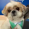 bobby_shihtzu - @bobby_shihtzu - TikTok