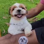 BOBBY SHIHTZU - @bobbyshihtzu77 - Instagram