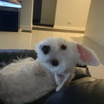 Bobby Shmurda - @bobby_shihzu_shmurder - Instagram