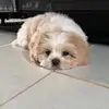 Bobby the shih tzu - @bobby..the..shihzu - TikTok