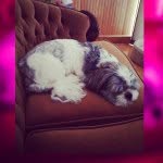 Bobby The Shih Tzu - @bobbyshihtzu - Instagram