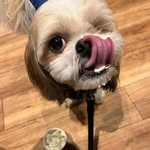 BobbyDrake - @bobbyshihtzu2022 - Instagram