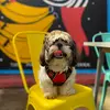 Bobby’s world - @bobbyshihtz - TikTok