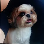 @bobbyshihtzu19 - Instagram