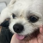 @bobbyshihuahua - Instagram