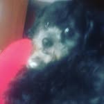 Bobbyshitzu2019 - @bobby_shihtzuoficial - Instagram