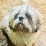 Boby - @bobby___shihtzu - Instagram