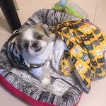 Booby 🐶 - @bobby___shih_tzu - Instagram