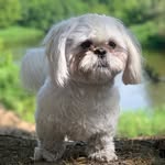Mr. Bobby ♡ - @bobby_shihtzu_dog - Instagram