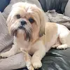 MrBobbyShihtzu - @mrbobbyshihtzu - TikTok