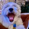Ricky Bobby Shih Tzu - @rickybobbyshihtzu - TikTok