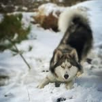 shooka_bobby_alpha_husky - @shooka.bobby.alpha - Instagram