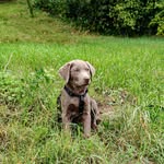 ʙᴏʙʙʏ - @bobby_silverlabrador - Instagram