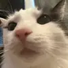 Bobby_Silver - @bobby_silver - TikTok