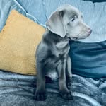 @bobbysilverlab - Instagram