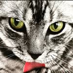 Bobby Sirois - @sirois.robert - Instagram