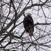 Robert Snelling Lynn - Facebook
