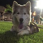 Bobby Soares - @bobby_soares_ - Instagram