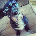 Bob The Dog.♥ - @bobby_socks - Instagram