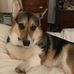 Bobby Socks the Corgi - Facebook