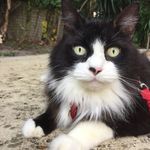 Bobby•Socks•Toffee•Henry - @archercats_ - Instagram