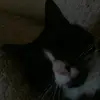 Bobbysocks - @vinnyhill - TikTok