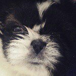 Hi! My name is Bobby Socks 🐶 - @_.bobby.socks._ - Instagram