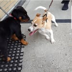 Bobby Sosa - @jackrussellbobby - Instagram