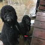 Bobby, Stanley And Milo🐶🐶🐶 - @bobsmiloandstan_ - Instagram